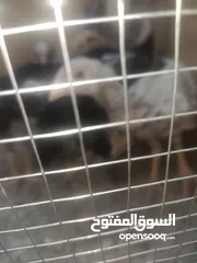  1 فراخ باكستاني بصلاة على النبي