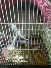  7 طيور حب للبدل او بيع