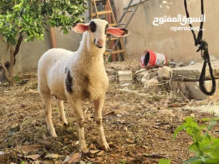  1 خروف نخب النخب