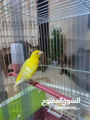  1 طيرة كنار ليموني غامق