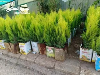  1 ركن المنزل لخدمات الزراعة العامة وتنسيق الحدائق وصيانتها مع خدمة التوصيل لكافة محافظات المملكة