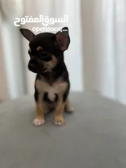  3 Chihuahua