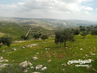  1 لقطة مزرعة مميزة 7 دونمات اراضي جرش عنيبة مشجره جاهزة