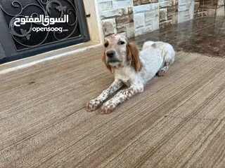  2 انجلش سيتر بسعر مغري