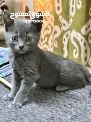  5 Russian blue kitten hypo allergenic