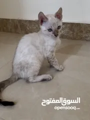  1 Little Cats Bengal White Snow قطط صغيرة بنغال ابيض سنو