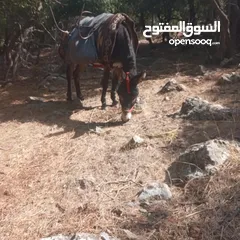  1 حمار للبيع بسعر حرق حرق حرق