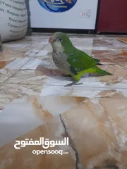  2 ببغاء كويكر للبيع اقراء الوصف