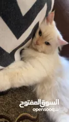  6 شيرازي للبيع عمرها سنة وشوي سعرها 600(قابل للتفاوض المعقول) اجتماعية وبترد عصحابها ومتعودة عالحمام