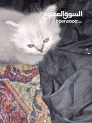  4 قطط للبيع همالايا للبيع ما شاء الله