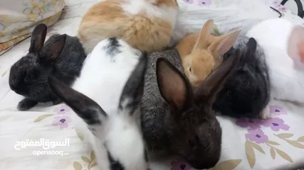  6 Rabbit for sell Holand Bride..age 2.month