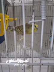  18 غرفة طيور حب هوغو وبردات انكليزي على هوغو للبيع بسعر حرق