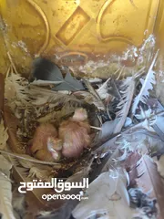  4 بلوني الماني جوز اسود و اصفر و طيرة صفره و فراخ