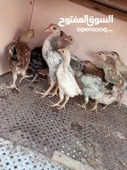  3 السلام عليكم  صيصان 12 الحبه على 2ليرتين