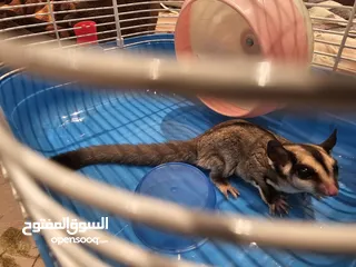  1 Sugar Glider