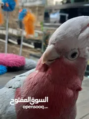  13 نشتري منك بأحسن الأسعار اقرأ الوصف صديقي