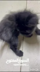  3 black cute kitten