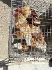  7 ديوك لوهمان للبيع
