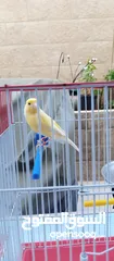  3 طيور كناري