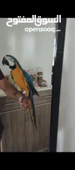  8 ببغاء مكاو Blue and Gold متكلم مواجهه اليف عجينه ثوب كامل وبجنن وافلح من ذكر الله وشوف الوصف