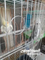  2 زوج كوكتيل بسعر حرق