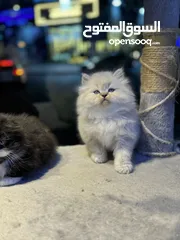  20 Himalayan Scottish fold Persian available in our store delivery all over uae