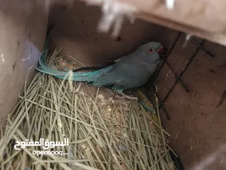  2 ببغاء كويكر. و دره. و فراخ دره و كويكر  تابع وصف طيور بسعر حرق