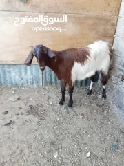  1 صخل صلاه النبي عليها اقرا الوصف
