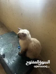  3 قط هملاي نضيف