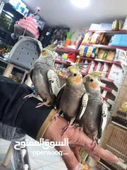  4 كوكتيل ازبيلا حبات نخب أليفة جدا اقرأ الوصف