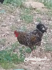  3 متاح بفضل الله ديك براهما أبيض بسعر 15 دينار وديك رزي حجم جامبو السعر ثمانيه