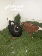  24 حمام كش للبيع كوم