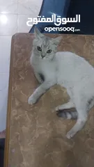  2 قطة ام مع ابنها bitish short hair الابن مكس مع هملايا