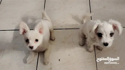  1 Maltese (male) & Pomeranian (female)