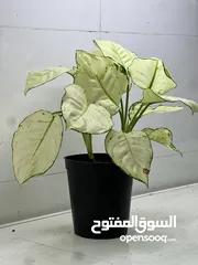  20 متوفر نباتات داخليه وخارجيه بسعر الجمله   Indoor and outdoor plants available at wholesale price