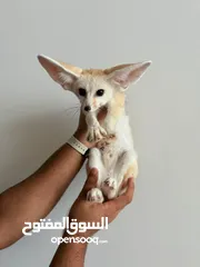  1 Fennec fox male pup