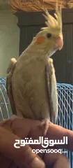  1 ببغاء كوكتيل