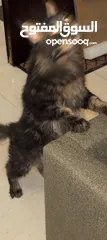  4 Maine COON / Male - black and brown rare ماين كون نادر