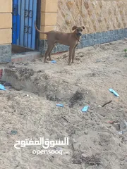  3 كلب بوكسر 8 شهور للبيع مطيع جدا