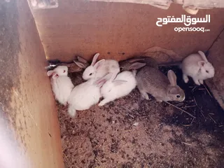 2 أرانب بلدي و فرنسي للبيع  ديوك بلدي للبيع
