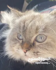  1 قط انثى للبيع