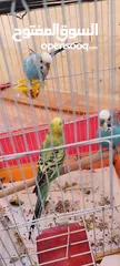  16 موجود جوز كوكتيل شغالات ميه الميه