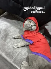  2 قط نوعه سكوتيش ستريت للبيع معقم القط بيحب يلعب عمرو سنتين