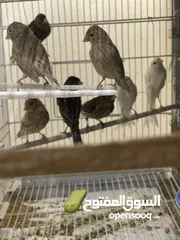  1 كنارات اجنبي
