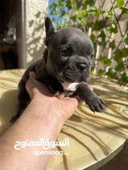  1 فرنش بولدوج