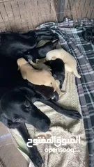  4 Labrador puppies