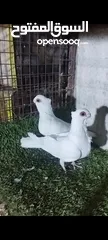 2 عشر جواز للبيع