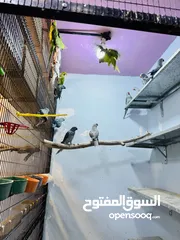  8 جواز درة شغالة للانتاج طفرات جميلة جداً
