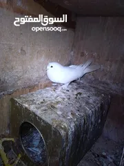  2 جوز مكاويات بيض للبيع