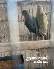  9 جواز روز وفشر عدد 10